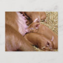 Search for piglets photography Pigs