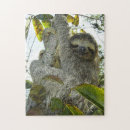 Search for sloth puzzles Cute