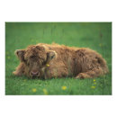 Search for highland cow art Hairy