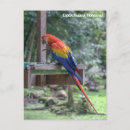 Search for honduras postcards Bird