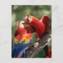 Search for ara postcards Macaw