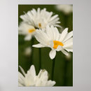 Search for high resolution posters Nature