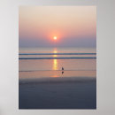 Search for seagulls posters Sunrise