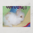 Search for rabbit other Animals