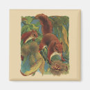 Search for wild squirrel magnets Squirrels