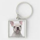 Search for looking old photography Domestic animals