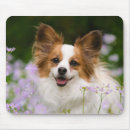 Search for papillons electronics Cute
