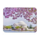 Search for cherry tree magnets Washington dc