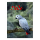 Search for parrot photography Forest