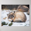 Search for winter forest animals posters Woods