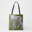 Search for white sheep bags Farming