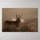 Search for stag art Wild