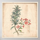 Search for rosemary herb posters Botanical
