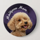 Search for maltipoo accessories Pets