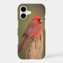Search for cardinals iphone cases Redbird