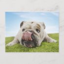 Search for lick postcards Dog