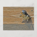 Search for fledgling postcards Wildlife