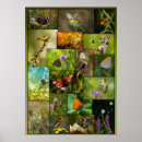 Search for beautiful butterflies posters Insects