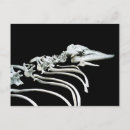 Search for animal skeletons postcards Black and white