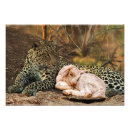 Search for lion and lamb art Bible