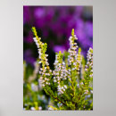 Search for heather posters Purple