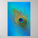 Search for tail feathers posters Bird