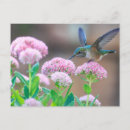 Search for blue hummingbird postcards Flower