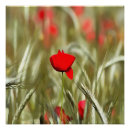 Search for poppy paintings posters Flowers