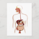 Search for anatomy postcards Muscle