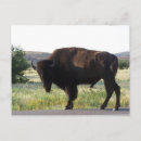 Search for bison postcards Wildlife