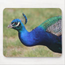 Search for peafowl feather electronics Green