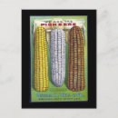 Search for vintage corn postcards Yellow