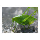 Search for grasshopper photography Katydid