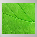 Search for leaf plant posters Green