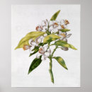 Search for flowers posters Plant