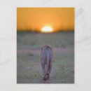 Search for masai mara postcards Lion