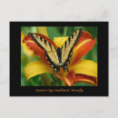 Search for swallowtail postcards Flower