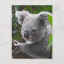Search for animal postcards Australian animals