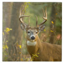Search for whitetail deer tiles White tailed deer