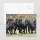 Search for herd dog postcards Animal