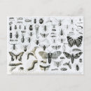 Search for entomology postcards English