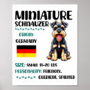 Search for miniature schnauzer posters Funny