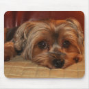 Search for yorkshire mousepads Puppy