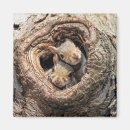 Search for two animals magnets Animals in the wild