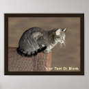 Search for felis posters Pets