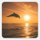 Search for dolphin jumping stickers Animal
