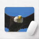 Search for eagle eye electronics Bird of prey