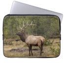 Search for bull elk electronics Danita delimont
