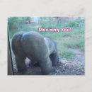 Search for funny gorilla postcards Zoo