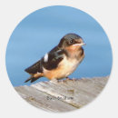 Search for swallow stickers Animal